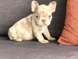 14 Şubat Doğumlu Blue Merle French