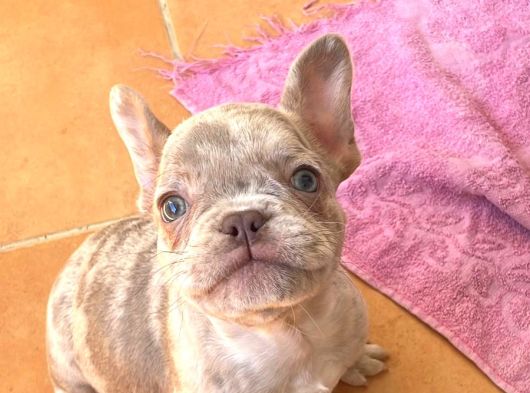 14 Şubat Doğumlu Blue Merle French görsel