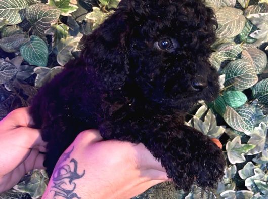 Ruhsatlı Çiftlikten Toy Poodle Yabrular görsel