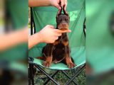 Fci Kif Secereli Doberman Yavruları