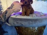 Ruhsatlı Çiftlikten Toy Poodle Yabrular