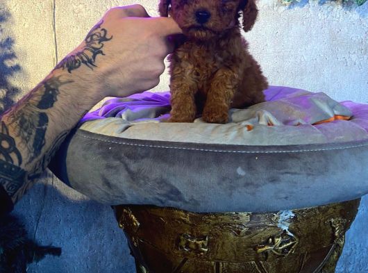 Ruhsatlı Çiftlikten Toy Poodle Yabrular görsel