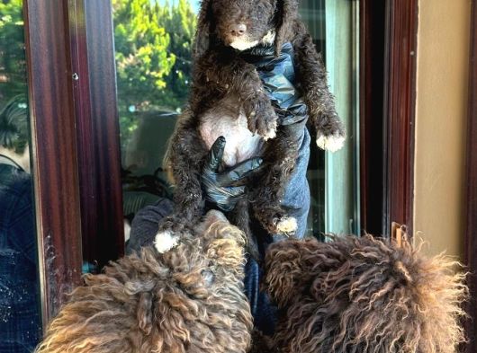 Dev Labradoodle Yavrular görsel