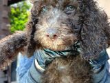 Dev labradoodle yavrular