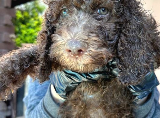 Dev Labradoodle Yavrular