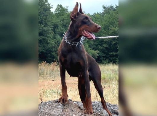 Fci Kif Secereli Doberman Yavruları görsel