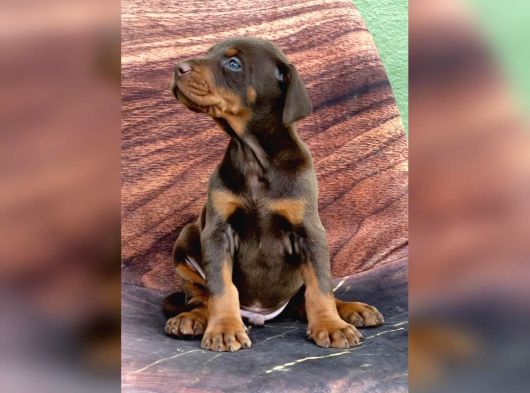 Fci Kif Secereli Doberman Yavruları görsel