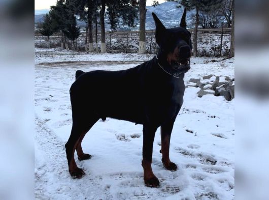 Fci Kif Secereli Doberman Yavruları görsel