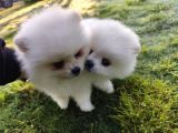 Pomeranian Boo yavrularımız yeni yuvalarını arıyor