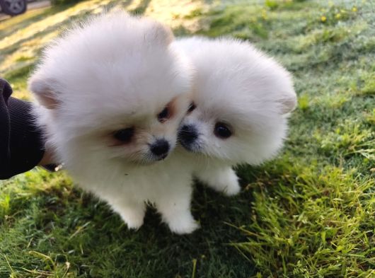 Pomeranian Boo Yavrularımız Yeni Yuvalarını Arıyor