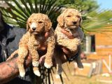 Büyük Irk Sevenlere Özel Dev Poodle Bebekler