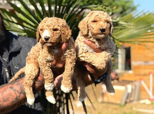 Büyük Irk Sevenlere Özel Dev Poodle Bebekler görsel