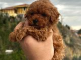 Safkan poodle yavruları
