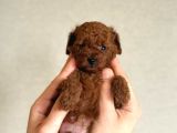 Kore Poodle Babby