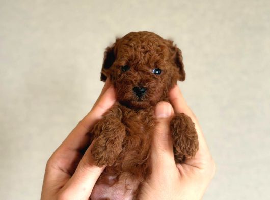 Kore Poodle Babby görsel