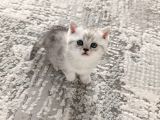 Oyuncu Bebeklerim Teslime Hazır