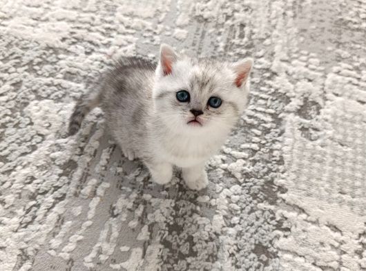 Oyuncu Bebeklerim Teslime Hazır görsel