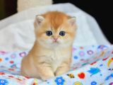 Sevimliliğin Zirvesi Golden British Shorthair