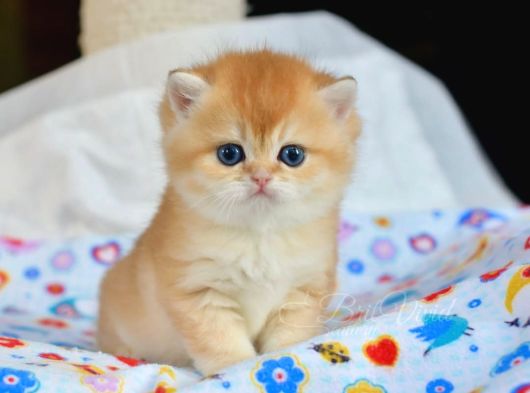 Sevimliliğin Zirvesi Golden British Shorthair görsel