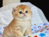 Sevimliliğin Zirvesi Golden British Shorthair