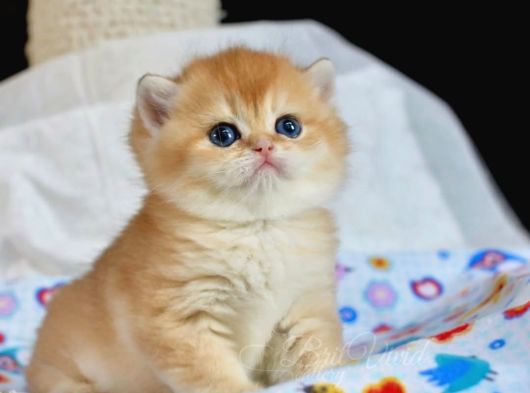 Sevimliliğin Zirvesi Golden British Shorthair
