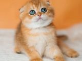 Altın Portakal Golden Scottish Fold