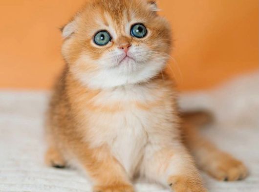Altın Portakal Golden Scottish Fold