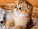 Altın Portakal Golden Scottish Fold
