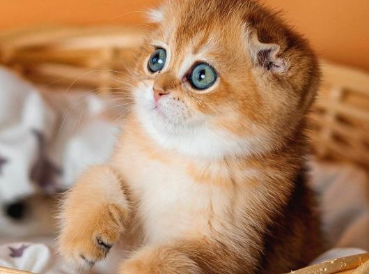 Altın Portakal Golden Scottish Fold görsel