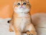 Altın Portakal Golden Scottish Fold
