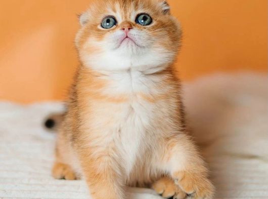 Altın Portakal Golden Scottish Fold görsel