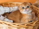 Altın Portakal Golden Scottish Fold