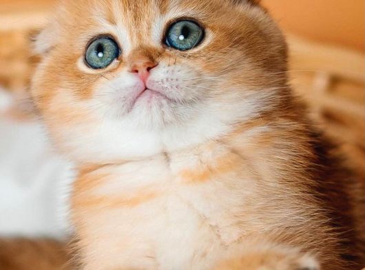 Altın Portakal Golden Scottish Fold görsel
