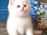Kar Beyaz Silver British Shorthair