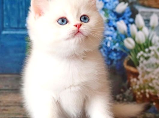 Kar Beyaz Silver British Shorthair