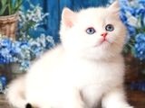 Kar Beyaz Silver British Shorthair