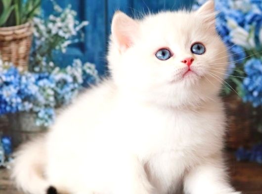 Kar Beyaz Silver British Shorthair görsel