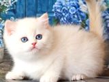 Kar Beyaz Silver British Shorthair