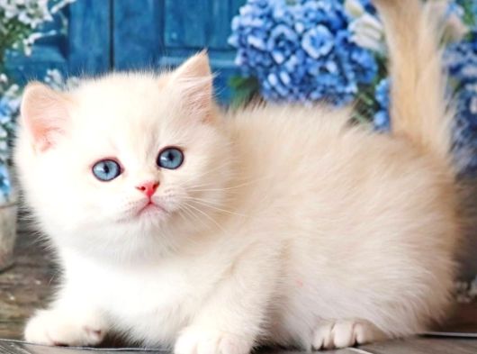 Kar Beyaz Silver British Shorthair görsel