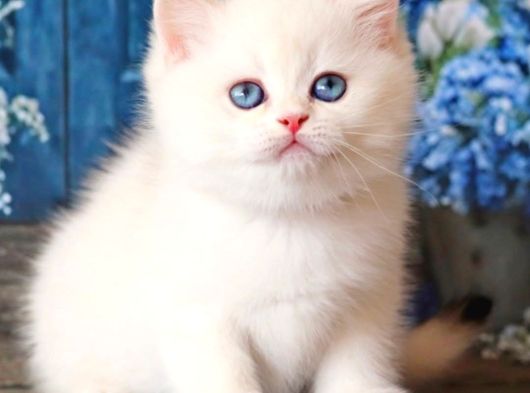 Kar Beyaz Silver British Shorthair görsel