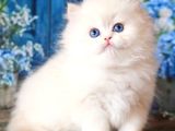 Kar Beyaz Silver British Shorthair