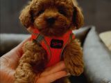 Yaşam Enerjinizi Değiştirecek Toy Poodle Yavrular