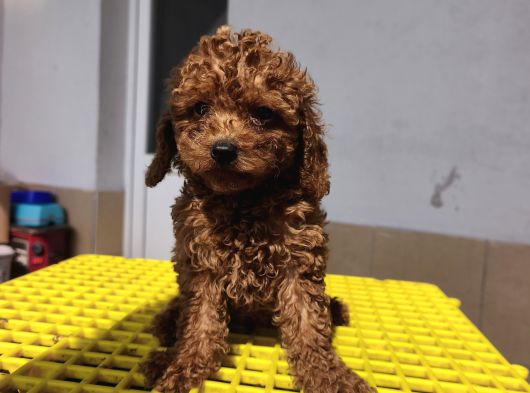 Aşılı Poodle Bebekler görsel
