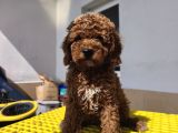Aşılı Poodle bebekler
