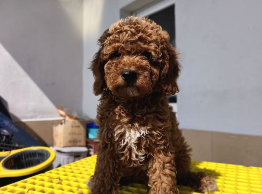 Aşılı Poodle Bebekler