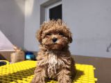Aşılı Poodle Bebekler
