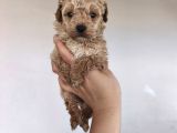 Aşılı Poodle Bebekler