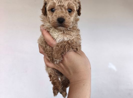 Aşılı Poodle Bebekler görsel