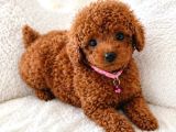 Toy Poodle Irkının En Güzeli Mükemmel Yavrular