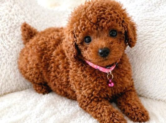 Toy Poodle Irkının En Güzeli Mükemmel Yavrular görsel
